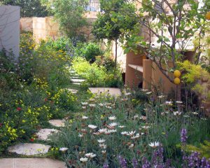 שביל בגינה ארצישראלית עם פרחי בר